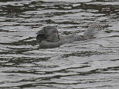 Musk Duck