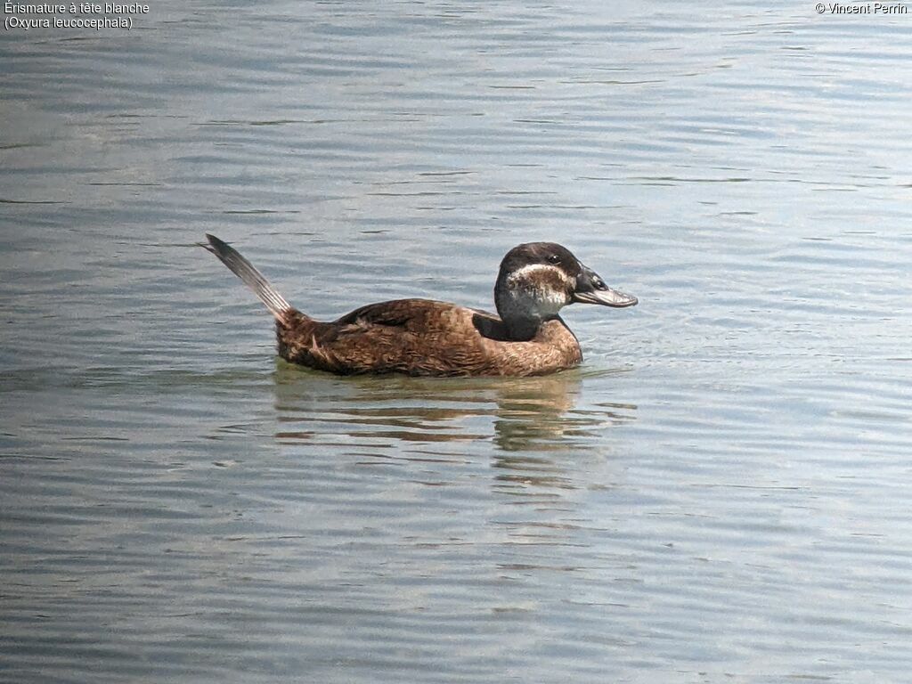 White-headed Duck female