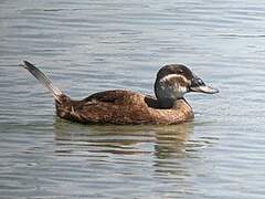 White-headed Duck