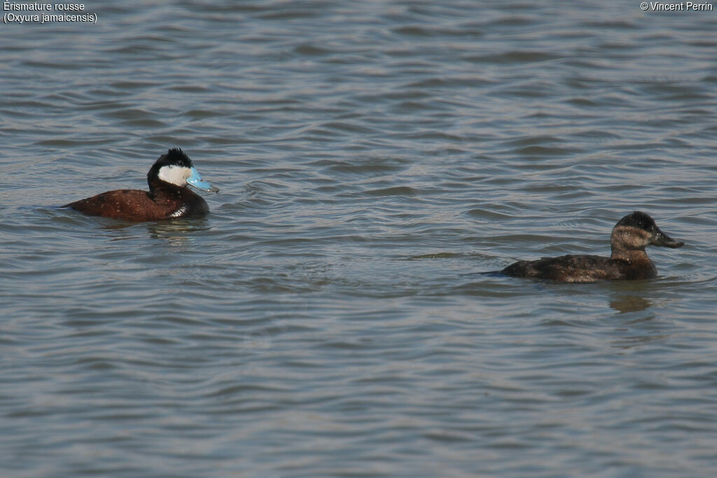 Ruddy Duckadult