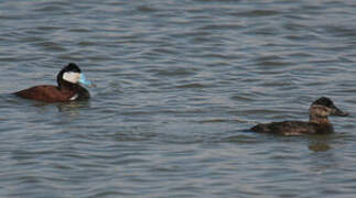 Ruddy Duck