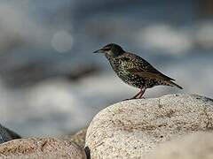 Common Starling