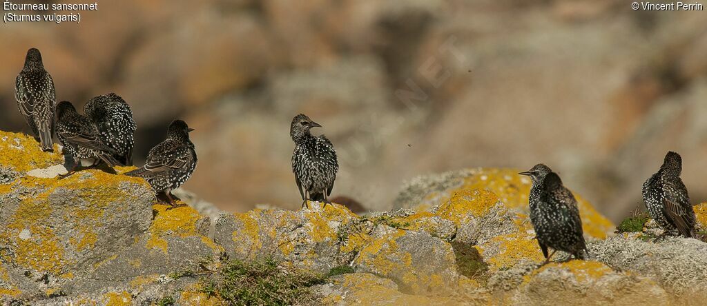 Common Starling