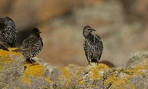 Common Starling
