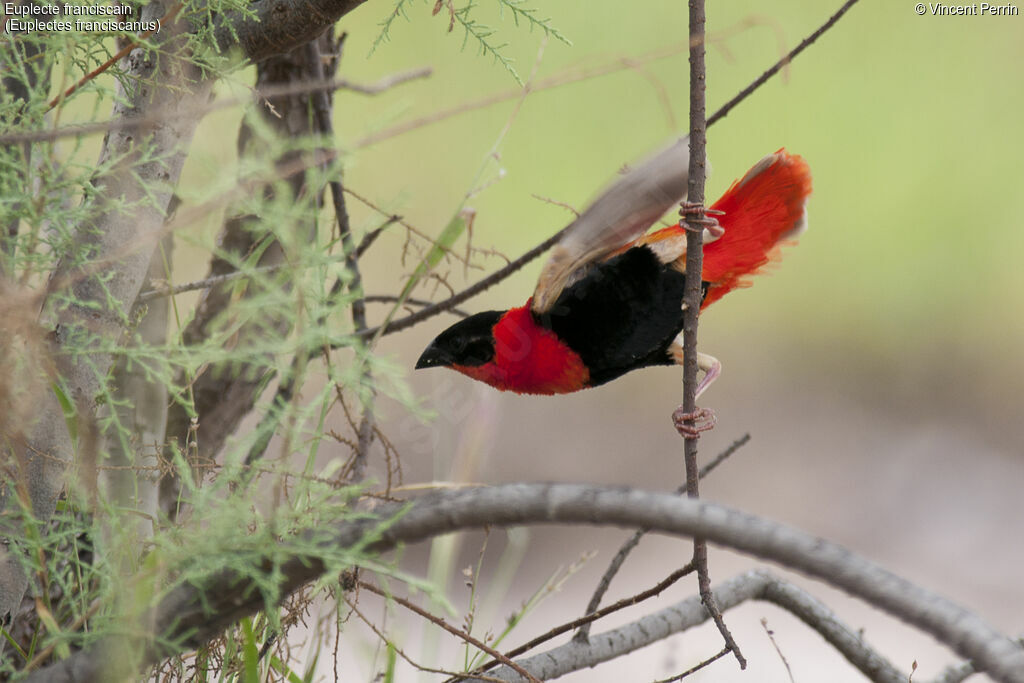 Northern Red Bishop