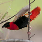 Northern Red Bishop