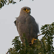 Grey Kestrel