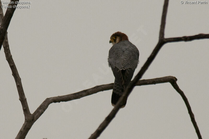 Red-necked Falconadult