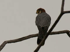 Red-necked Falcon