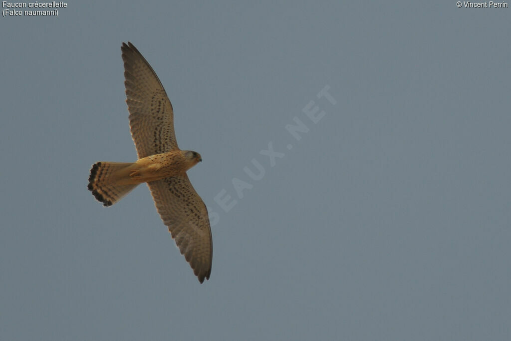 Lesser Kestrel, Flight