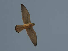 Lesser Kestrel