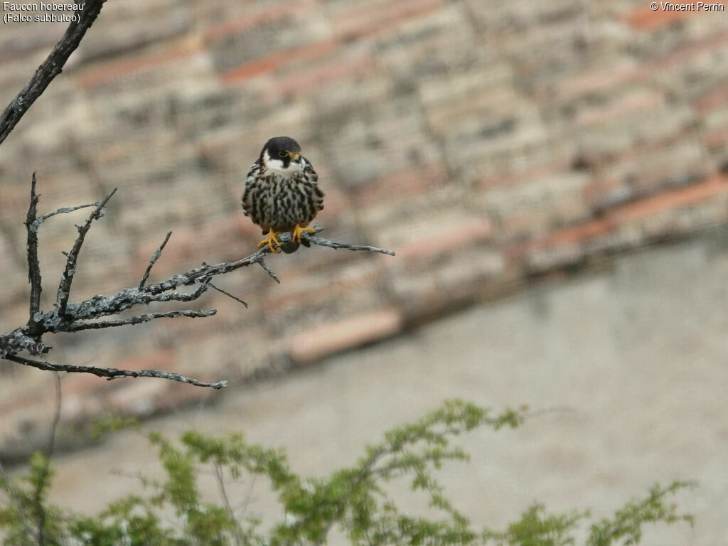 Eurasian HobbySecond year