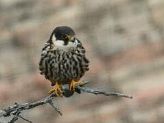 Eurasian Hobby