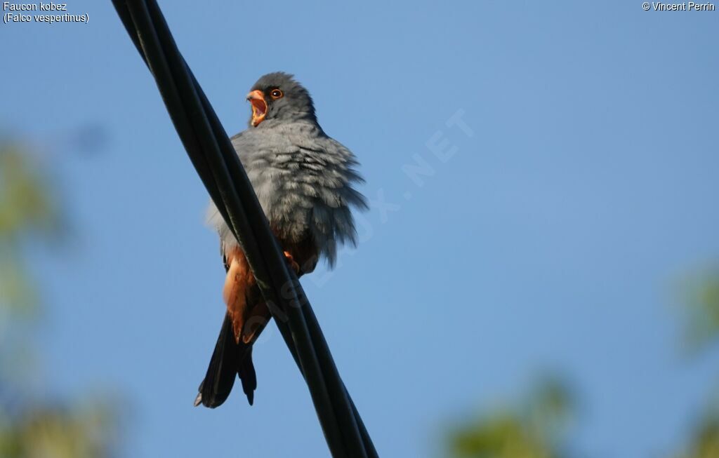 Red-footed Falcon male adult, close-up portrait