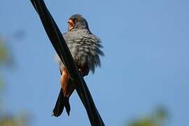 Red-footed Falcon