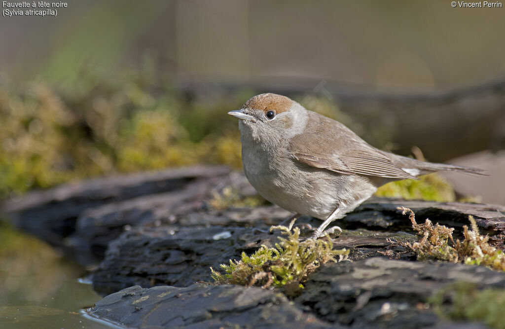 Eurasian Blackcap female adult