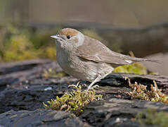 Eurasian Blackcap