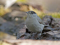 Eurasian Blackcap