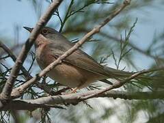 Moltoni's Warbler
