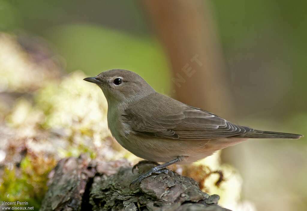 Garden Warbler