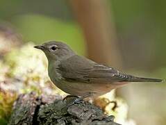 Garden Warbler