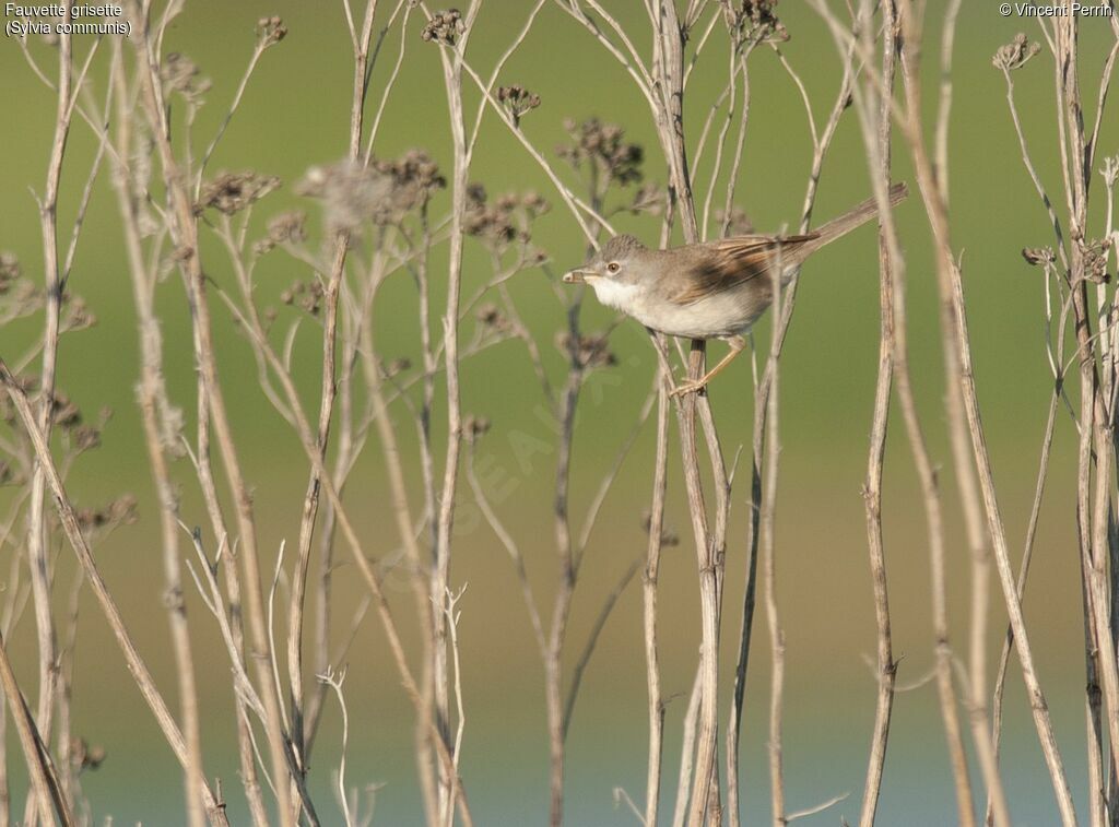 Common Whitethroat male adult