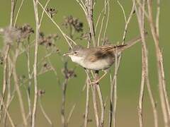 Common Whitethroat