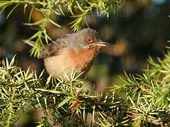 Western Subalpine Warbler