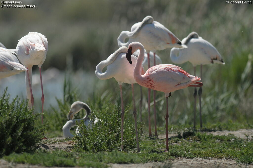 Flamant nain