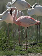 Lesser Flamingo