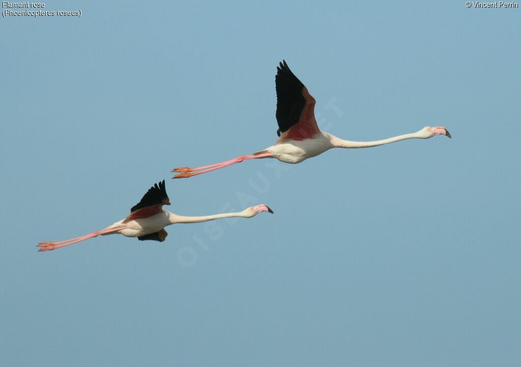 Flamant roseadulte