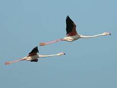 Flamant rose