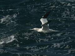 Northern Gannet