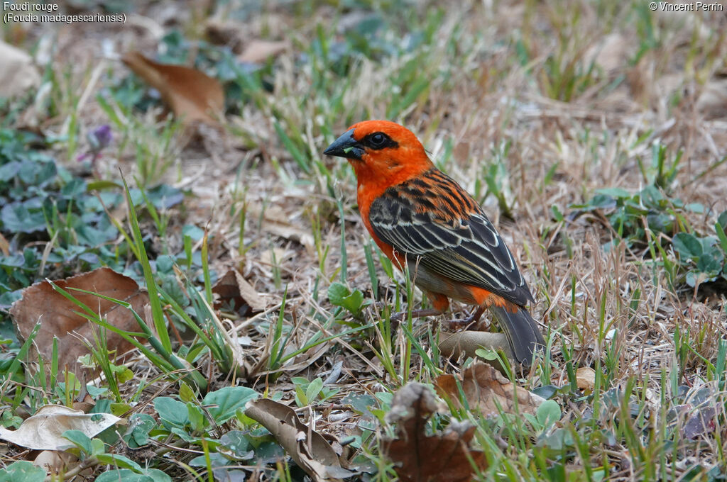 Foudi rouge mâle, mange