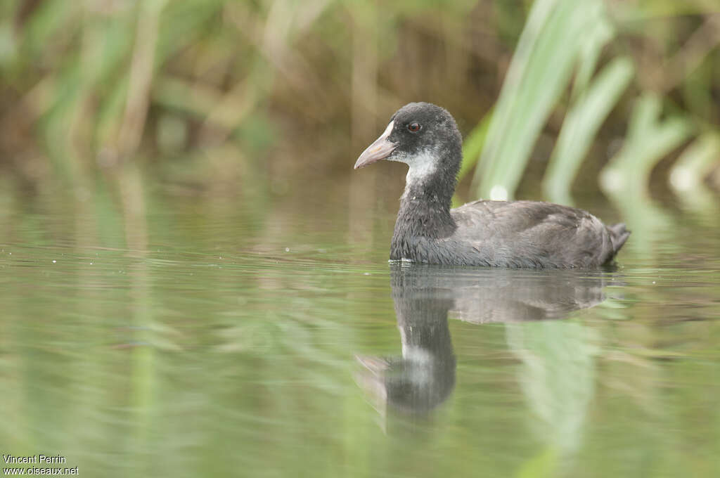 Eurasian CootFirst year, identification