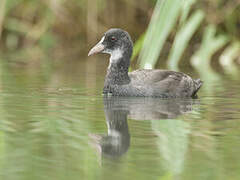 Eurasian Coot