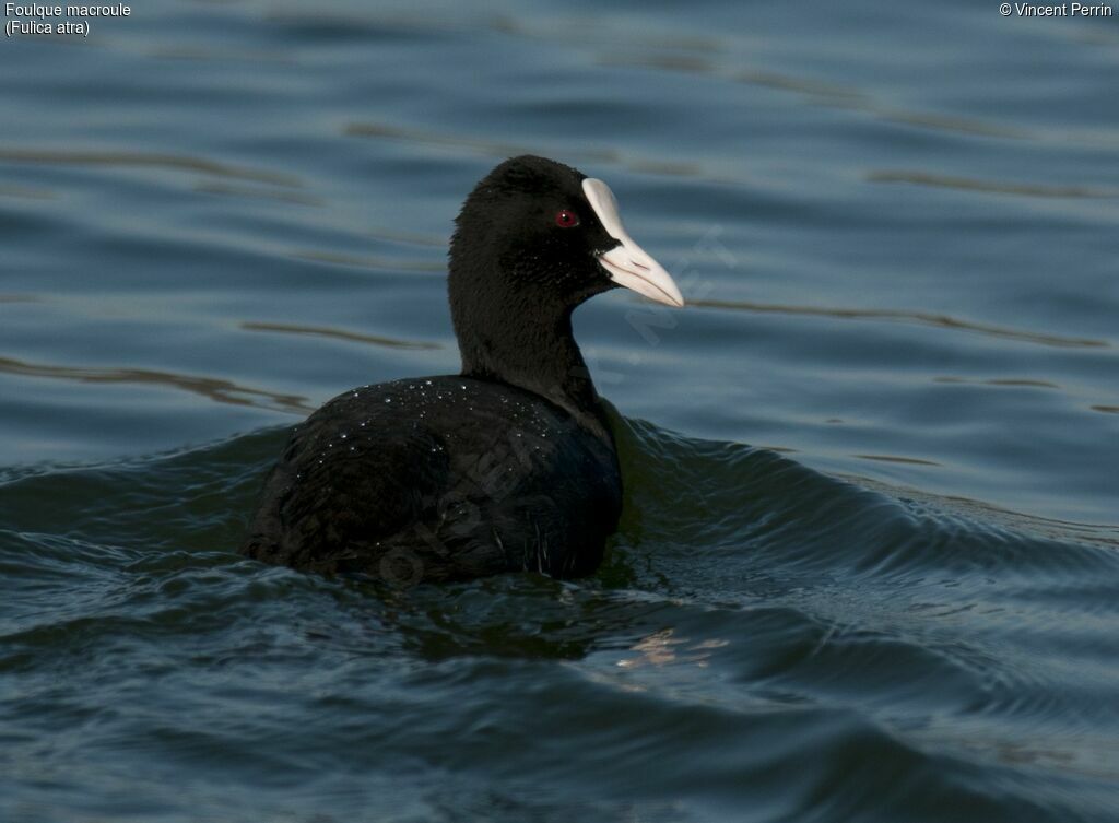 Eurasian Cootadult