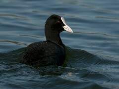 Eurasian Coot