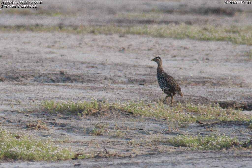 Double-spurred Francolin