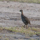 Francolin à double éperon
