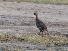 Double-spurred Spurfowl