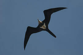 Lesser Frigatebird