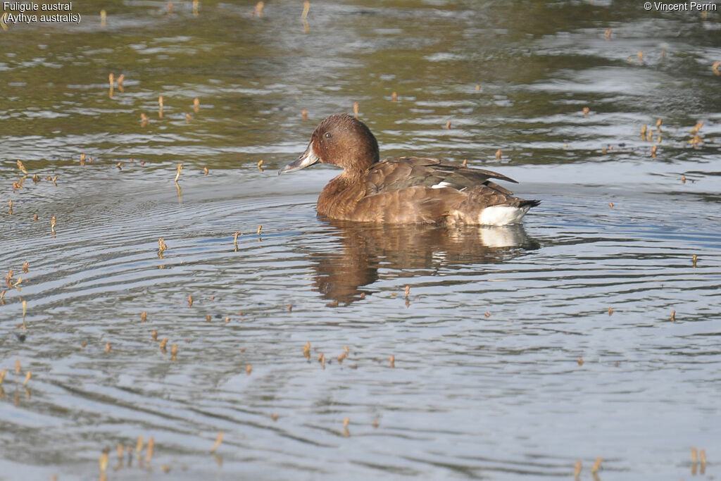 Fuligule austral femelle adulte