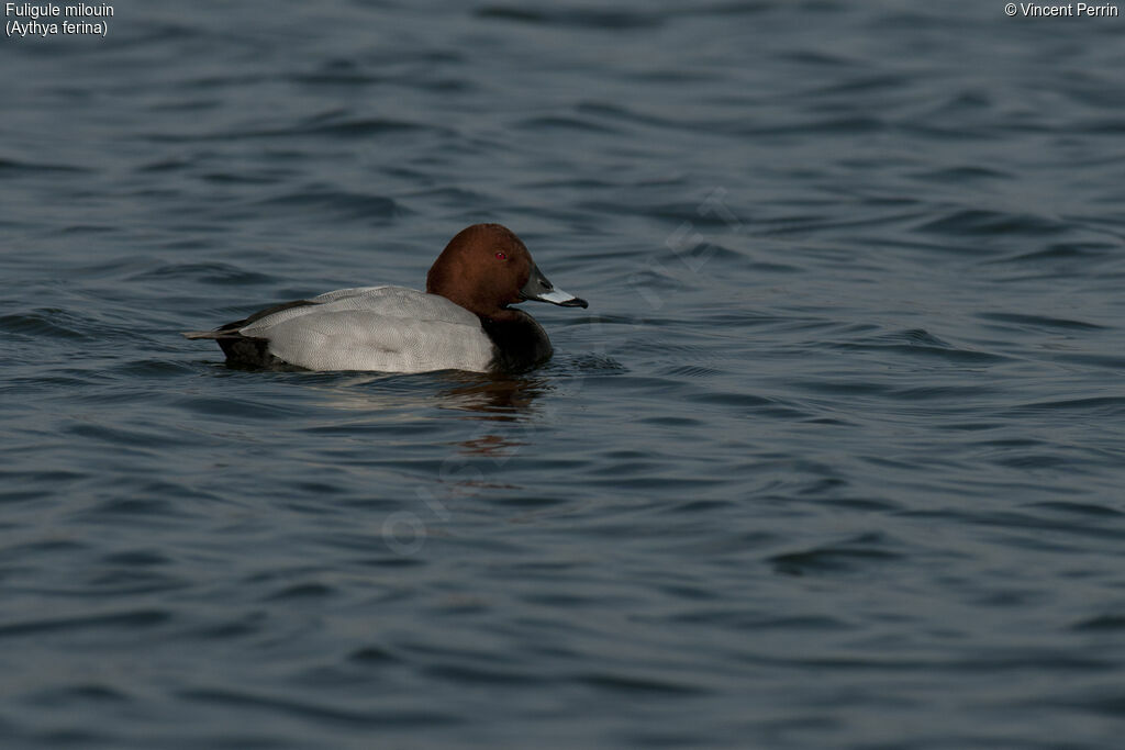 Common Pochard male adult