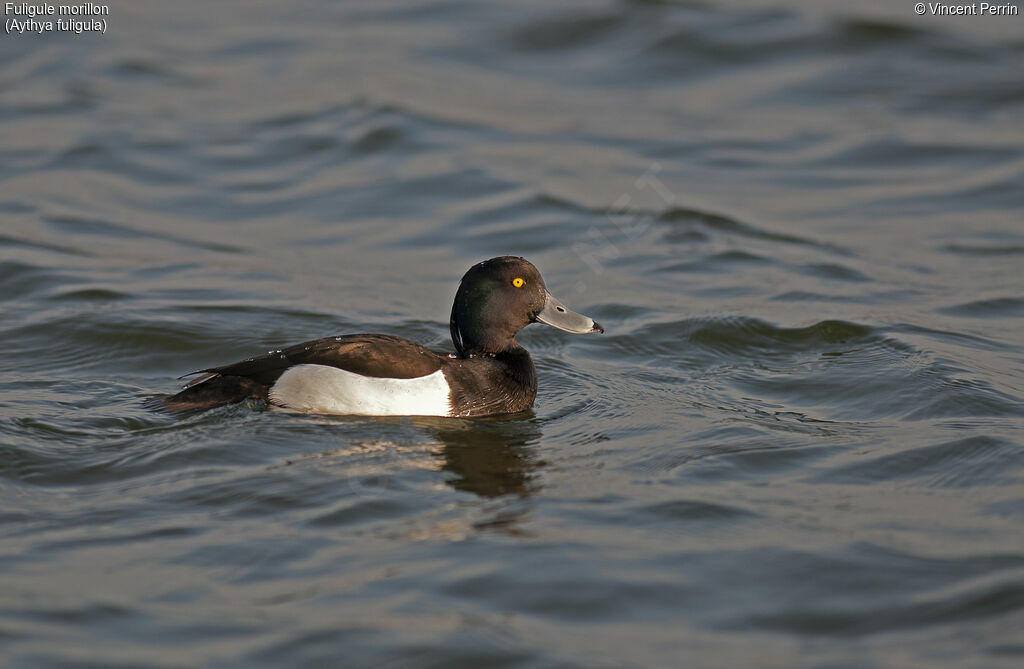 Tufted Duck male adult