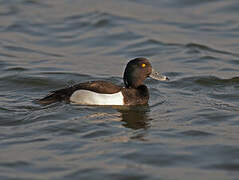 Tufted Duck