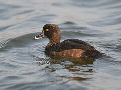 Tufted Duck