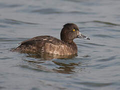 Tufted Duck