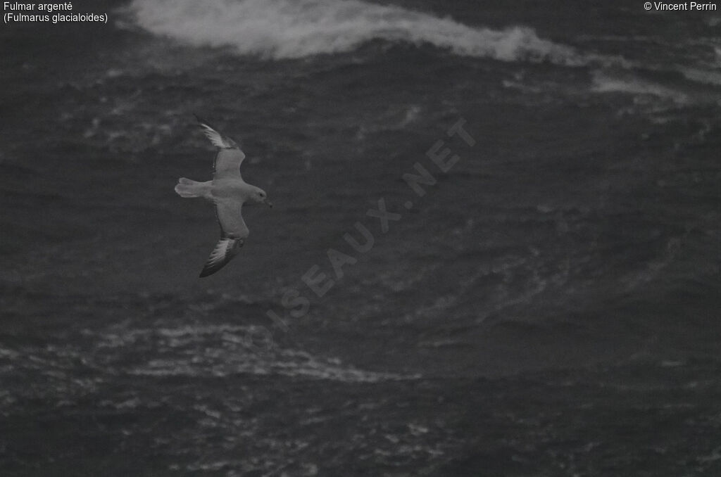 Southern Fulmar