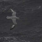 Fulmar argenté